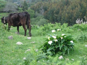 Black cow