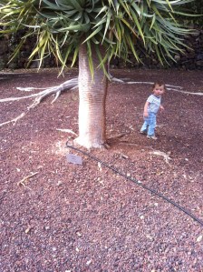 In the park of the Pyramids of Guimar.