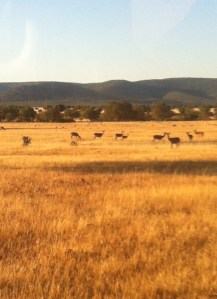 Deer in the National Park of Cabañeros in Spain.